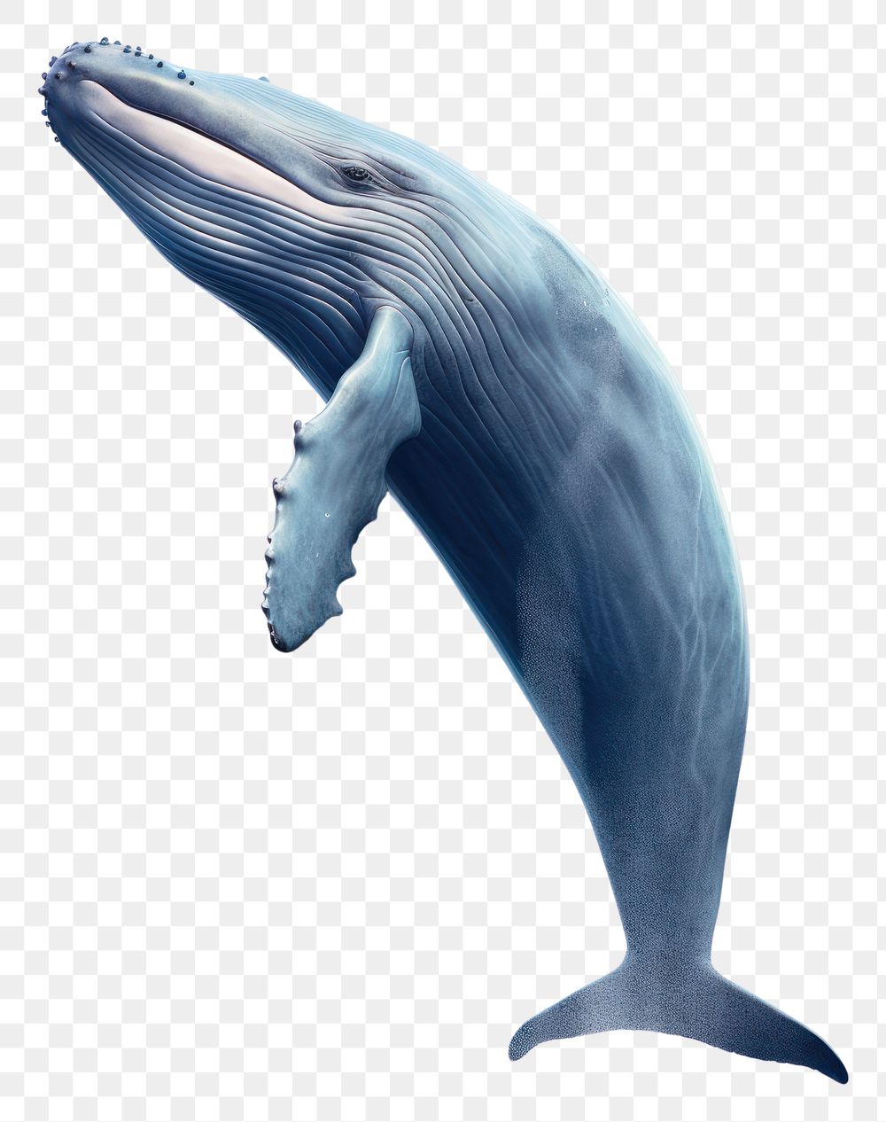 PNG Blue whale jump mammal animal marine. AI generated Image by rawpixel.