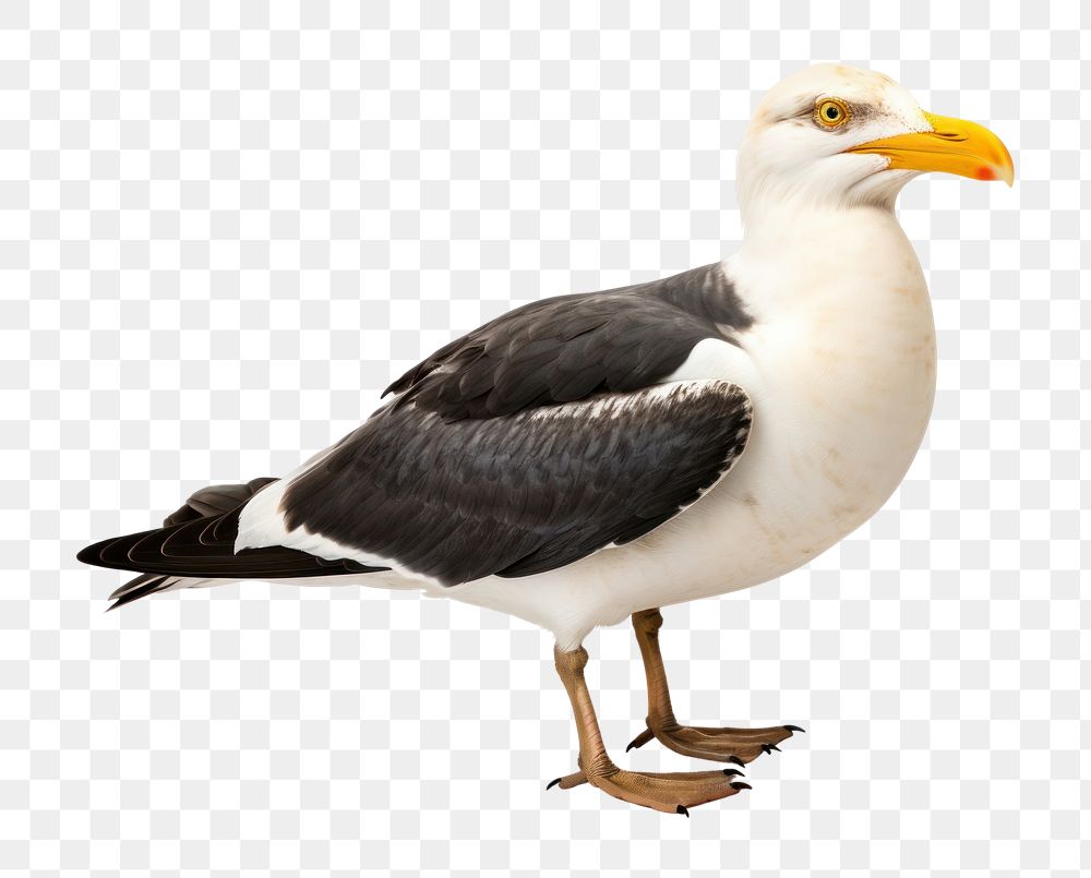PNG Kelp gull bird seagull animal white. AI generated Image by rawpixel.