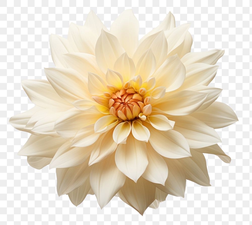 PNG  Flower dahlia plant white. AI generated Image by rawpixel.