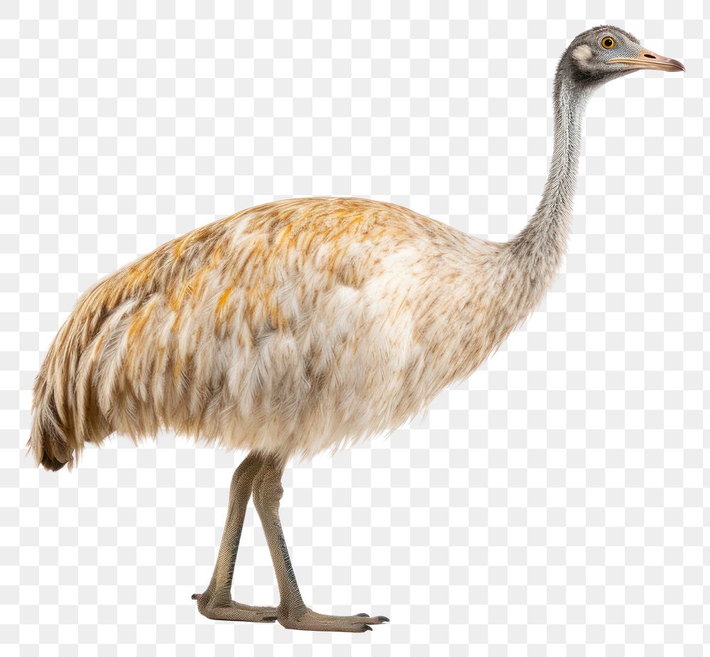 PNG  Emu emu animal bird. AI generated Image by rawpixel.