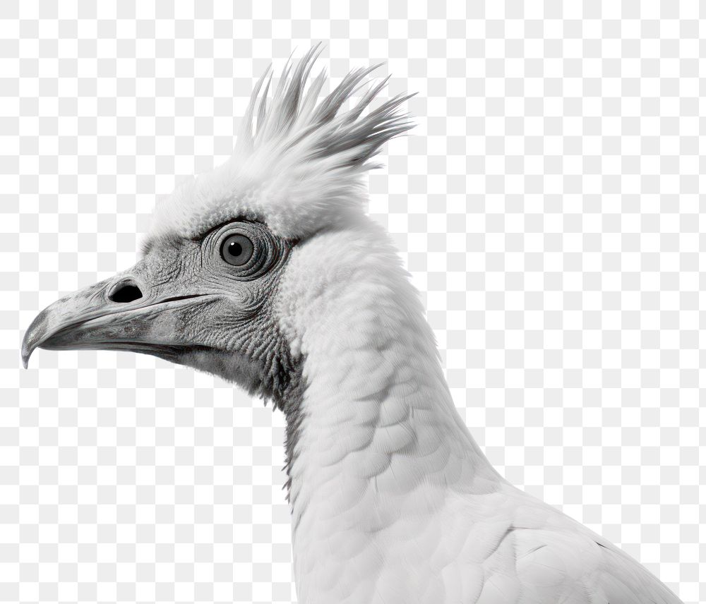 PNG  Cockatoo cockatoo animal white. AI generated Image by rawpixel.
