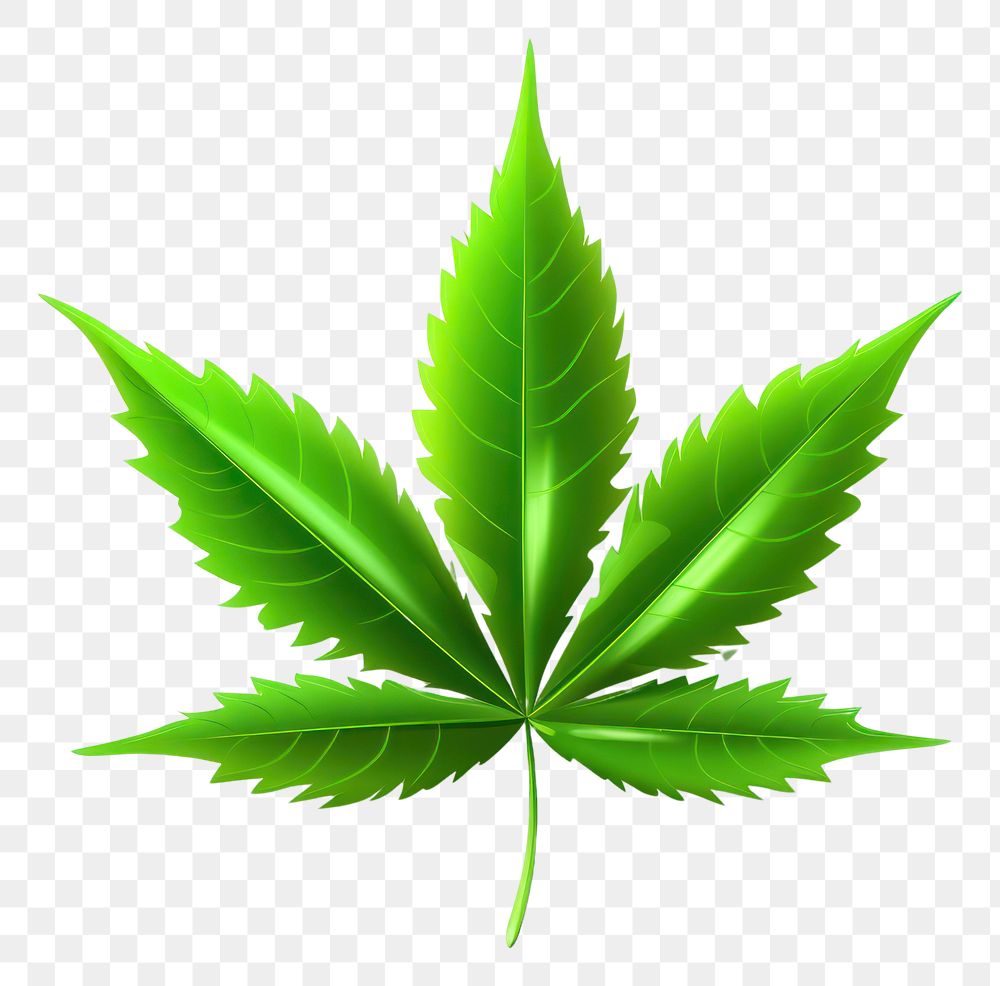PNG Marijuana plant herbs leaf. AI generated Image by rawpixel.