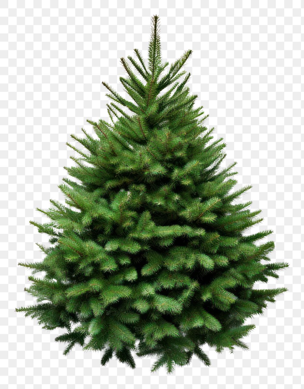 PNG Christmas pine tree fake fir plant green. AI generated Image by rawpixel.
