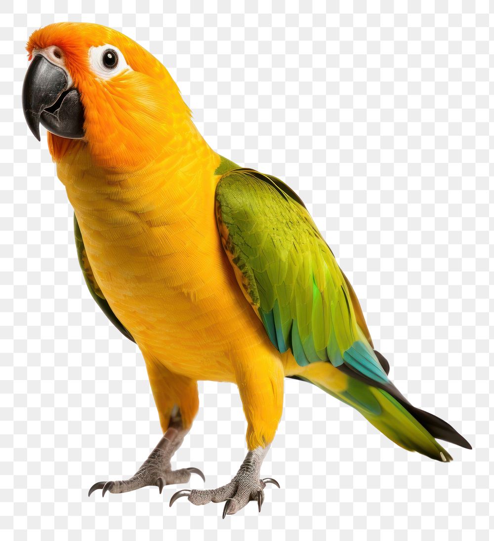 PNG  Parrot animal bird white background. AI generated Image by rawpixel.
