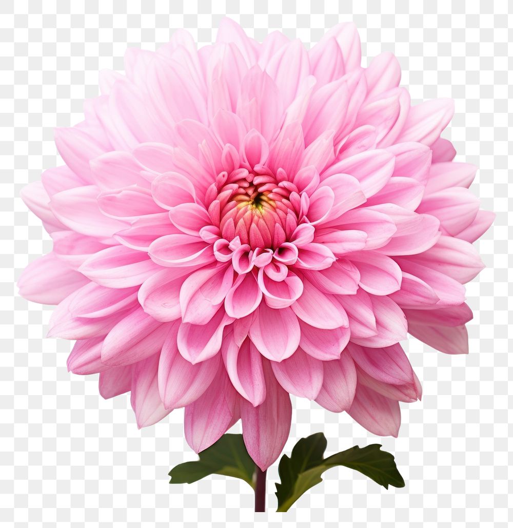 PNG Pink flower chrysanths blossom dahlia. AI generated Image by rawpixel.