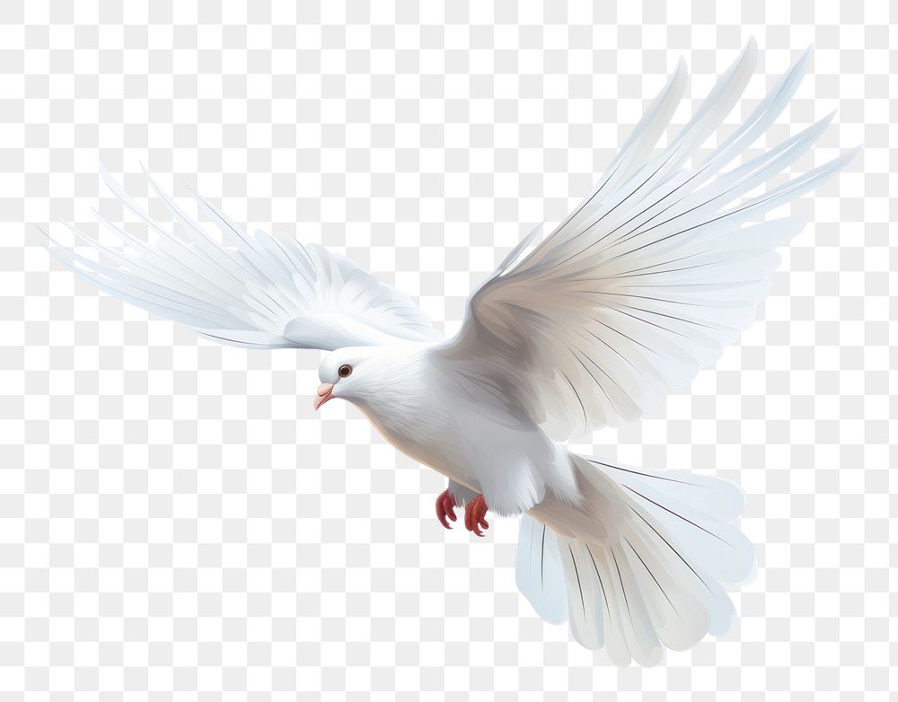 PNG  Dove animal flying white