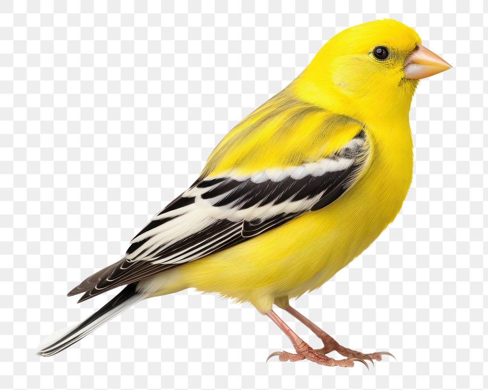 PNG  Bird animal canary yellow. AI generated Image by rawpixel.