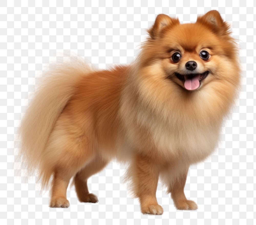 PNG  Cute dog pomeranian mammal animal. AI generated Image by rawpixel.