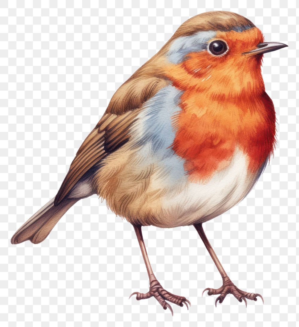 PNG Bird animal robin songbird. AI generated Image by rawpixel.