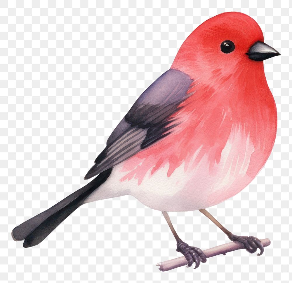 PNG  Red bird animal beak pink. AI generated Image by rawpixel.