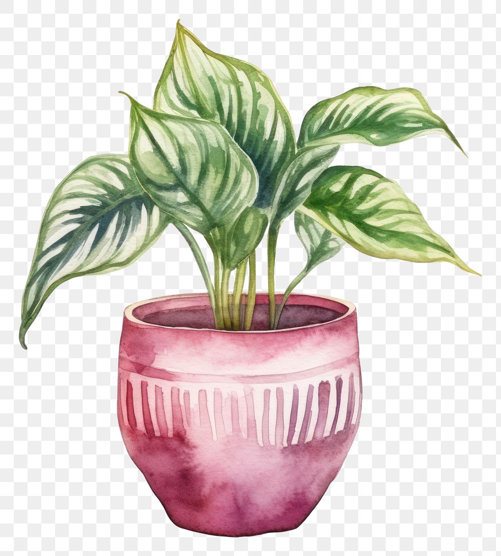 PNG Houseplant vase leaf white background. AI generated Image by rawpixel.