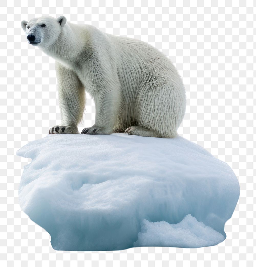 PNG Bear ice wildlife outdoors. AI generated Image by rawpixel.