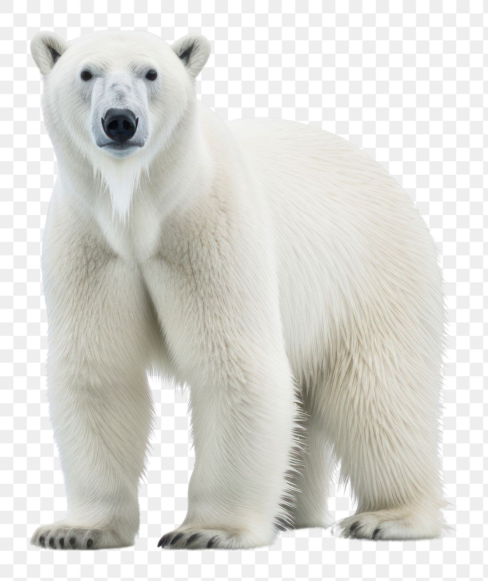 PNG Bear wildlife standing animal. AI generated Image by rawpixel.