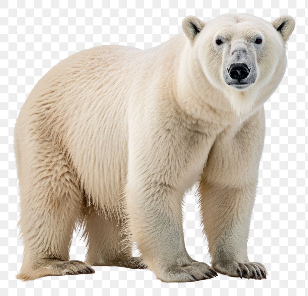 PNG Bear wildlife animal mammal. AI generated Image by rawpixel.