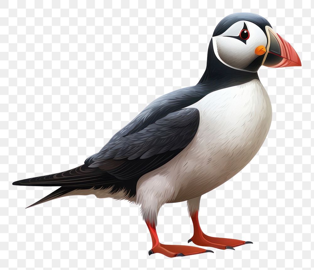 PNG Puffin animal bird white background. AI generated Image by rawpixel.