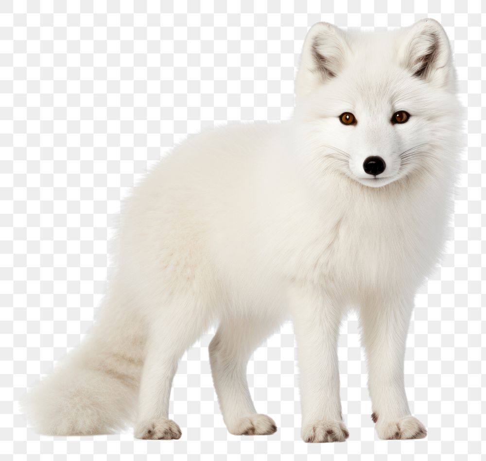 PNG Arctic fox wildlife mammal animal. AI generated Image by rawpixel.