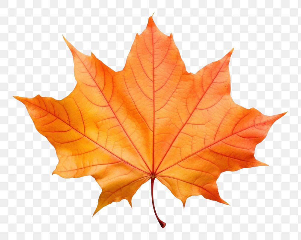 PNG Autumn maple leave leaves plant leaf. AI generated Image by rawpixel.