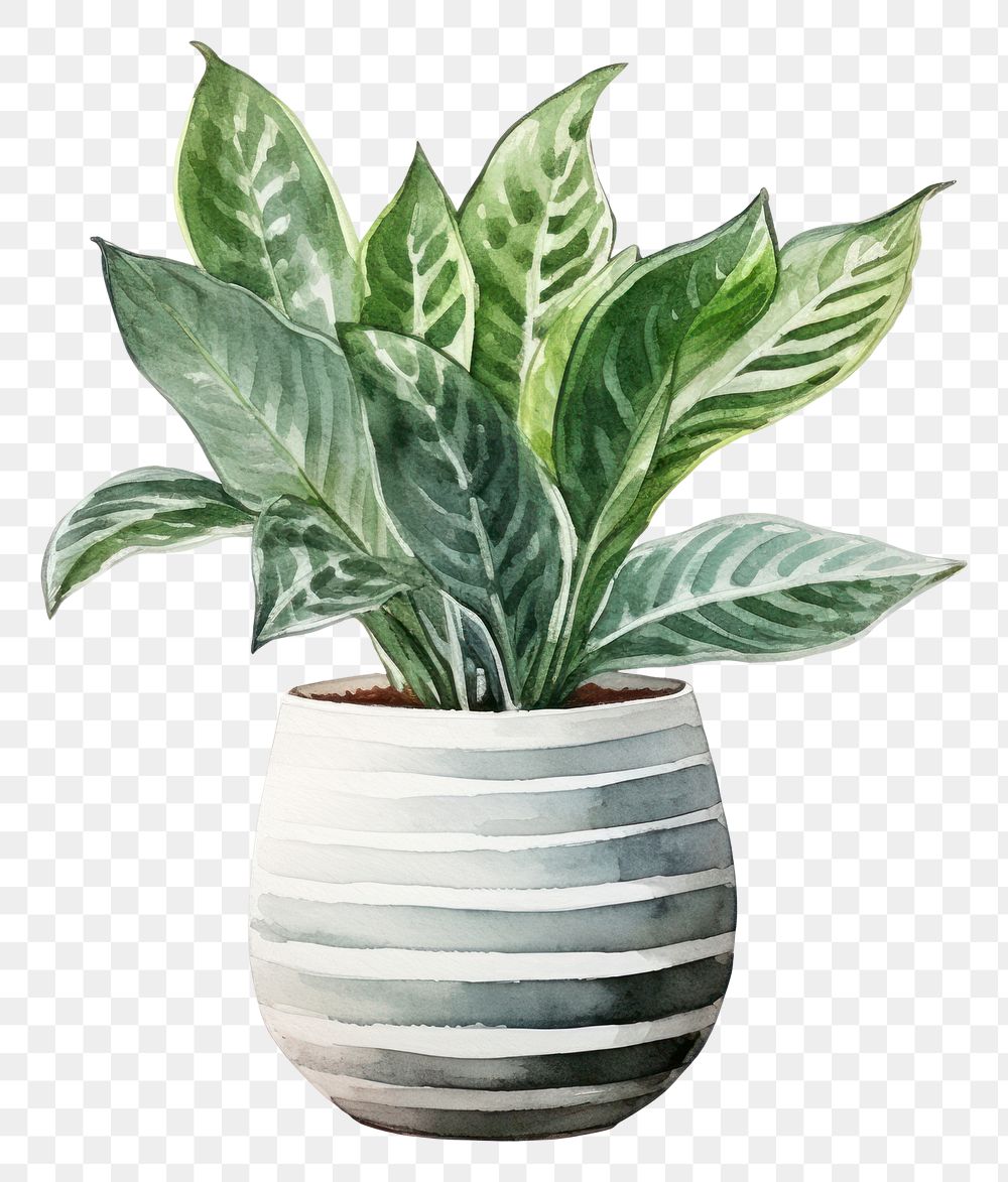 PNG Houseplant vase leaf  