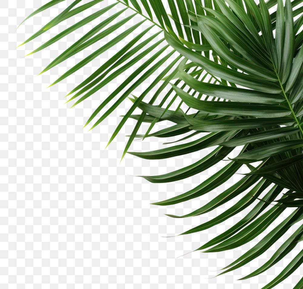 PNG Palm leaves backgrounds nature | Premium PNG - rawpixel