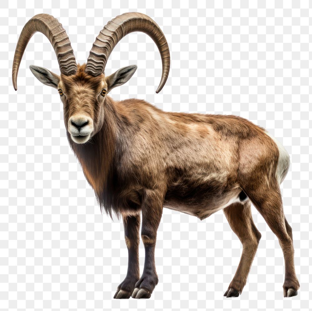 PNG Alpine Ibex livestock wildlife standing. AI generated Image by rawpixel.