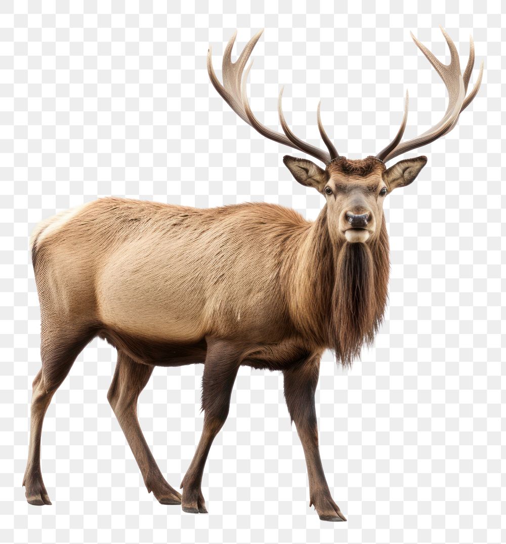 PNG Elk wildlife animal antler. AI generated Image by rawpixel.