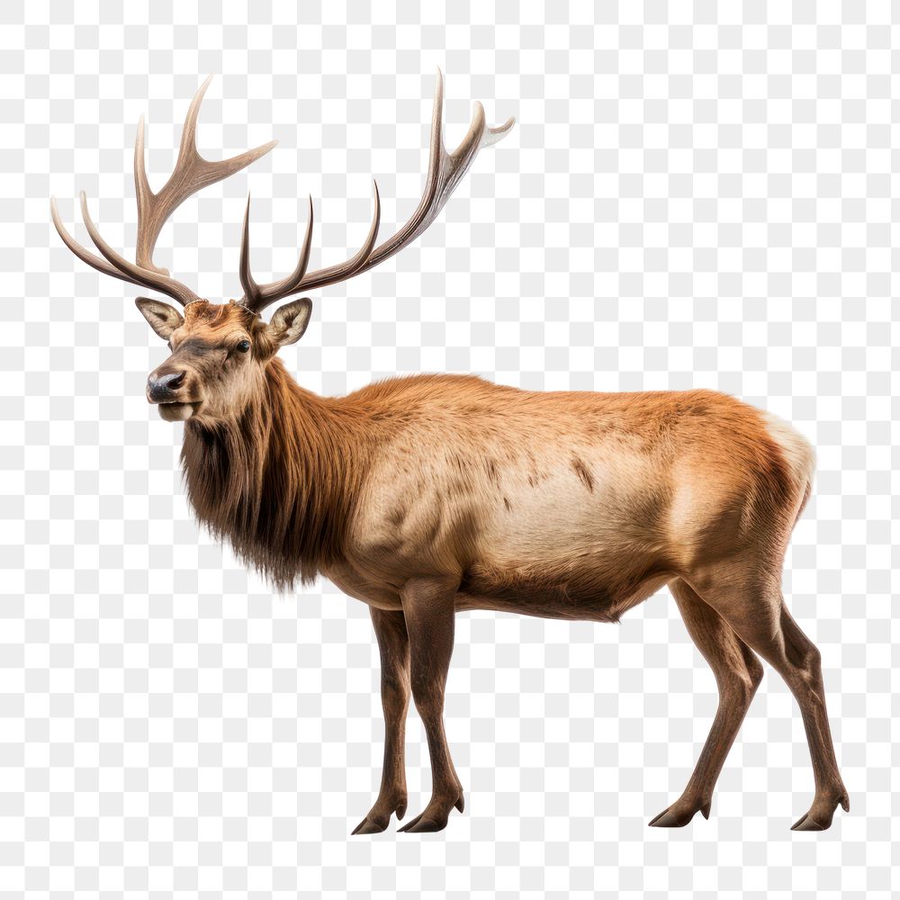 PNG Elk wildlife antler animal. AI generated Image by rawpixel.