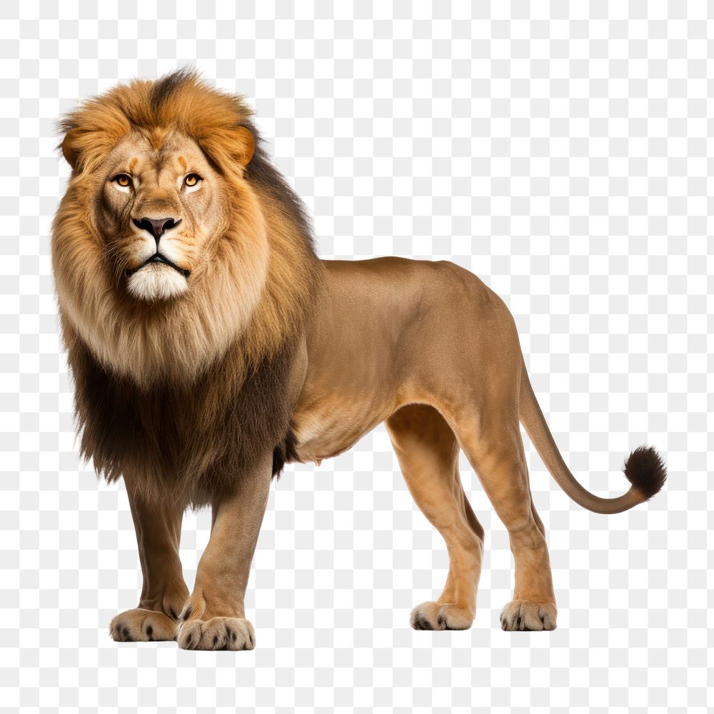 PNG Lion mammal animal lion. AI generated Image by rawpixel.