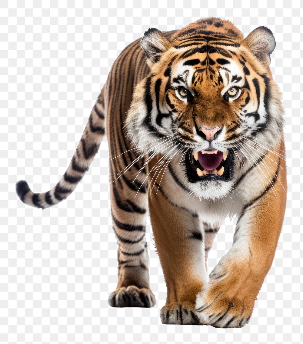 PNG Tiger wildlife animal mammal. AI generated Image by rawpixel.