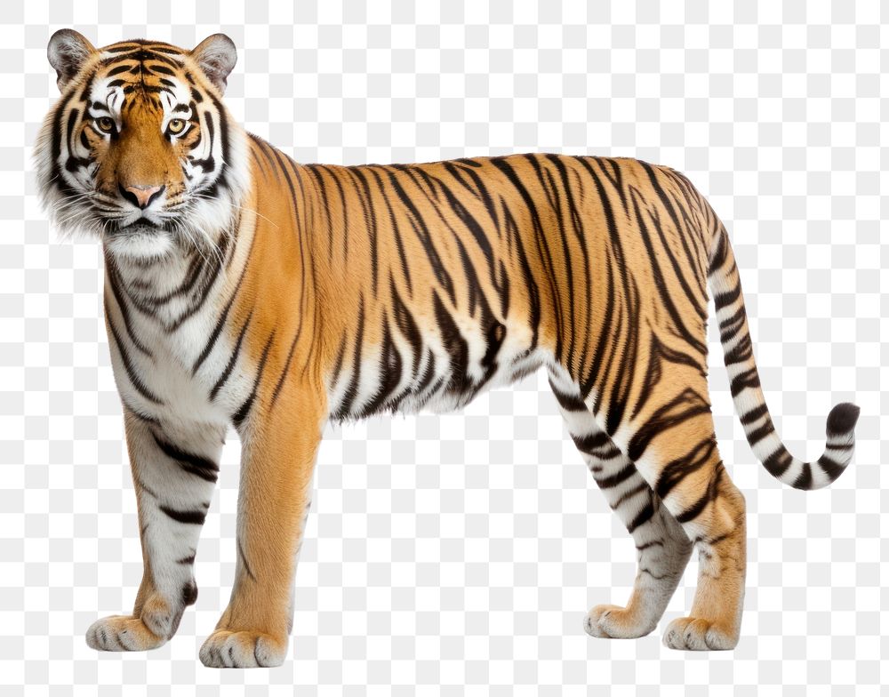 PNG Bengal Tiger tiger wildlife animal. AI generated Image by rawpixel.