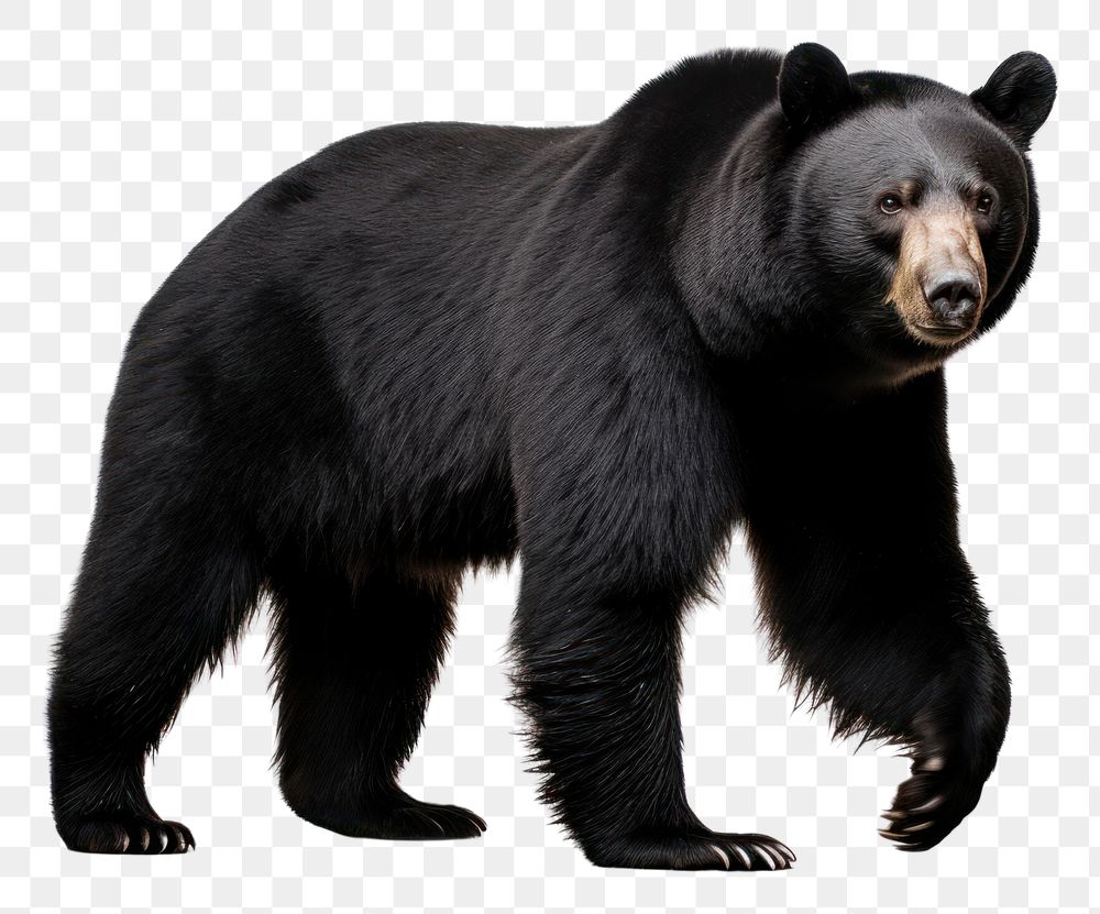 PNG Black bear wildlife mammal animal