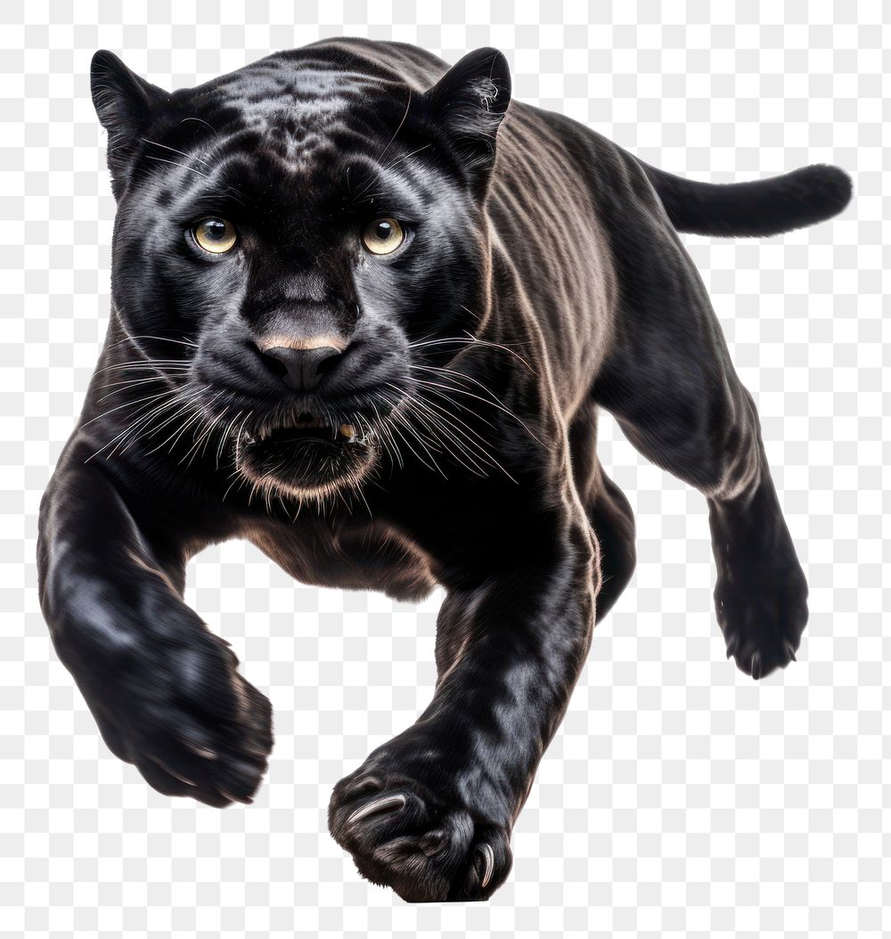 PNG Leaping black panther wildlife animal mammal. AI generated Image by rawpixel.