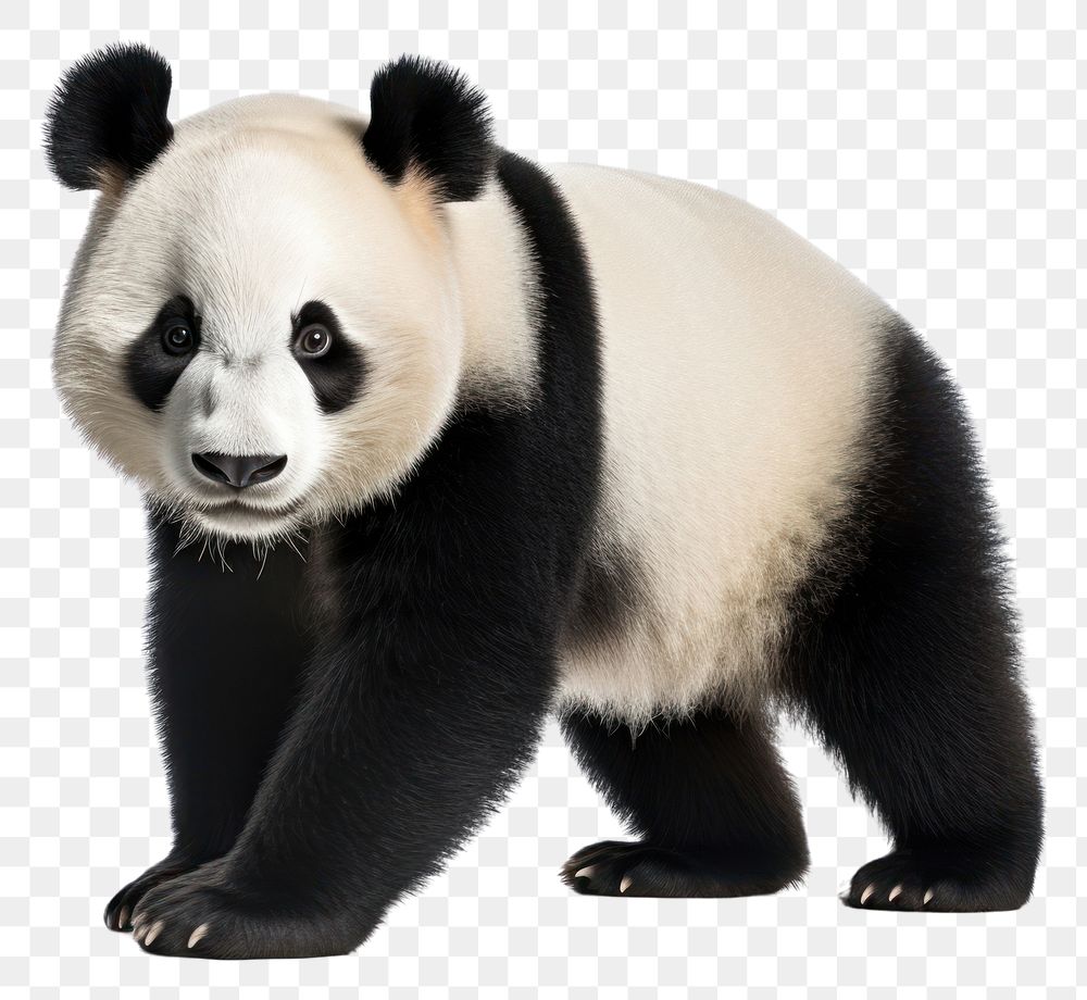 PNG Panda wildlife animal mammal