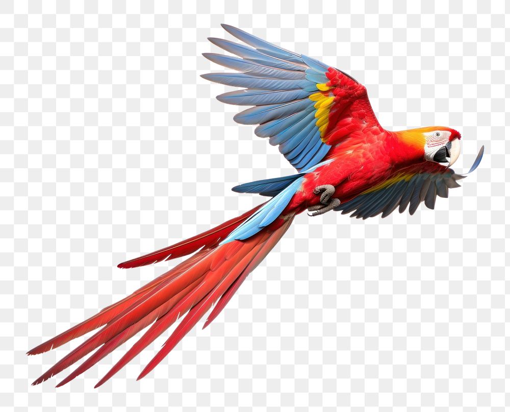 PNG Scarlet Macaw parrot animal macaw. 