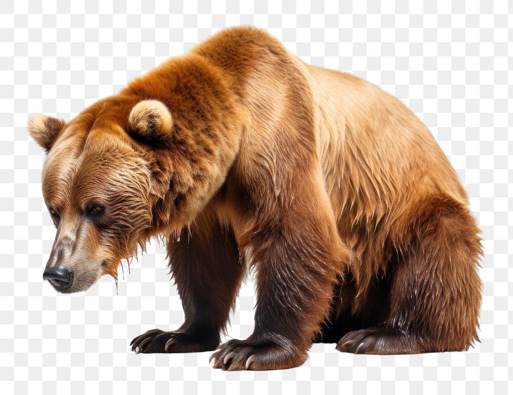 PNG Bear drinking wildlife mammal animal. AI generated Image by rawpixel.