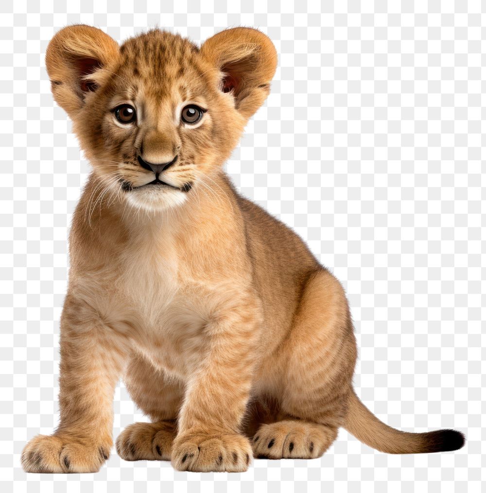 PNG Baby lion wildlife mammal animal. AI generated Image by rawpixel.
