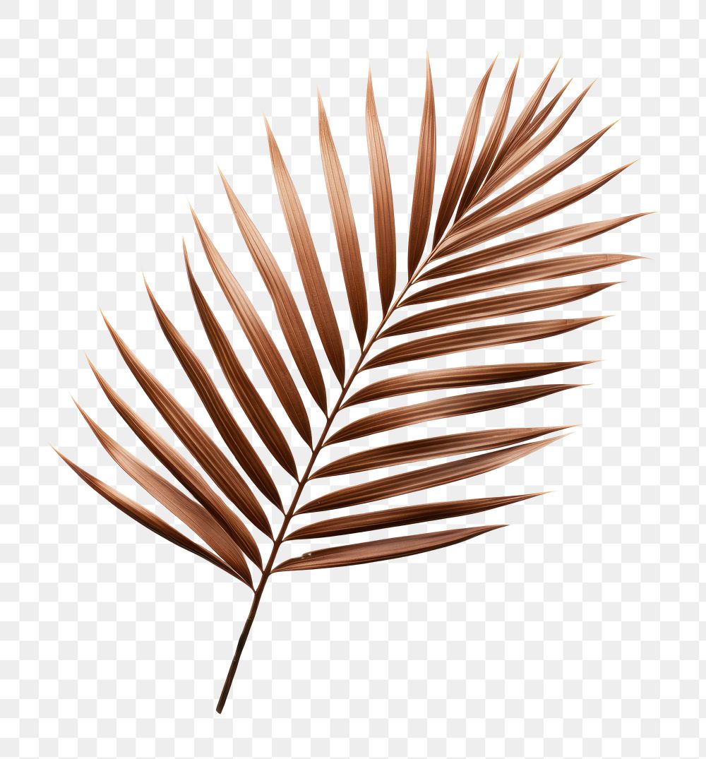 PNG Singel Palm leaves plant brown leaf. 