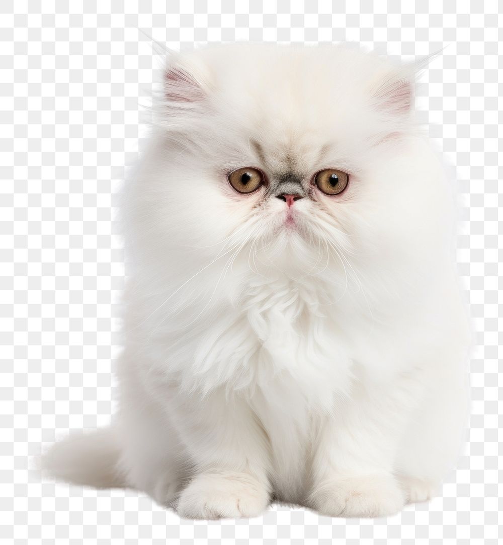 PNG Persian cat animal mammal kitten. AI generated Image by rawpixel.