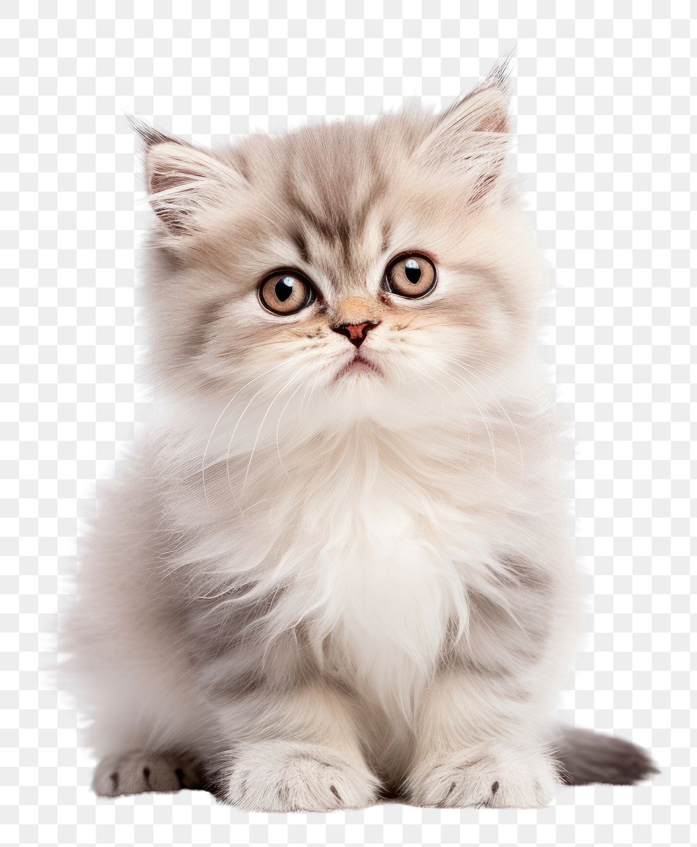 PNG Persian cat mammal animal kitten. AI generated Image by rawpixel.