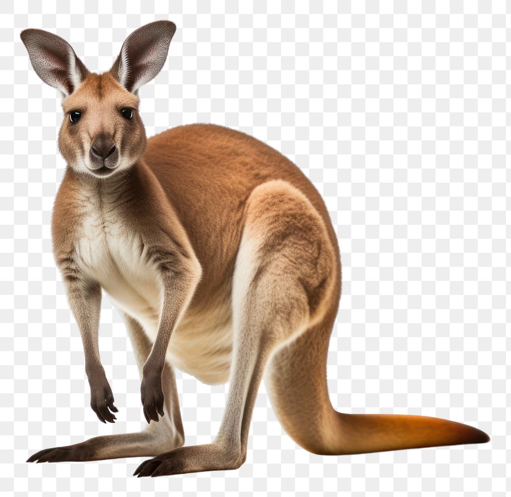 PNG Kangoroo kangaroo wallaby mammal. AI generated Image by rawpixel.
