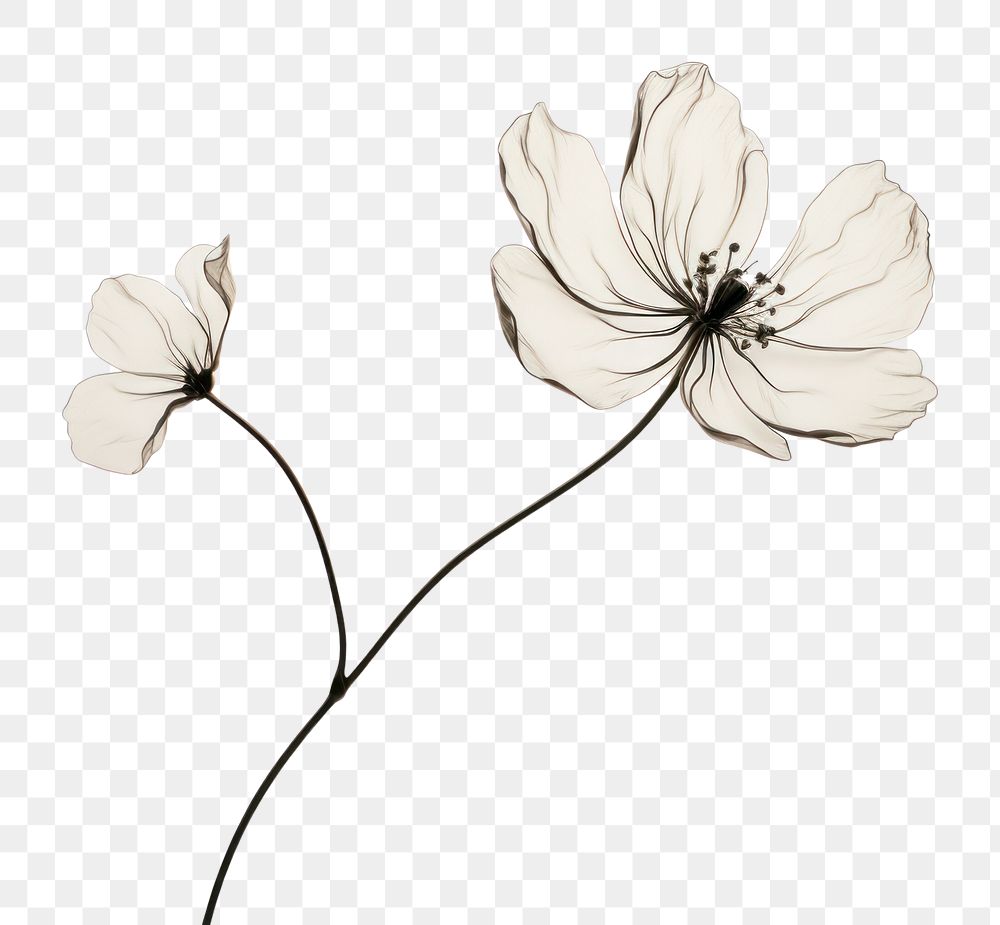 PNG Aesthetic flower drawing petal. AI generated Image by rawpixel.