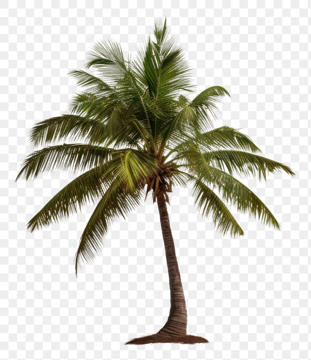 PNG  Seascape tree coconut plant. AI generated Image by rawpixel.