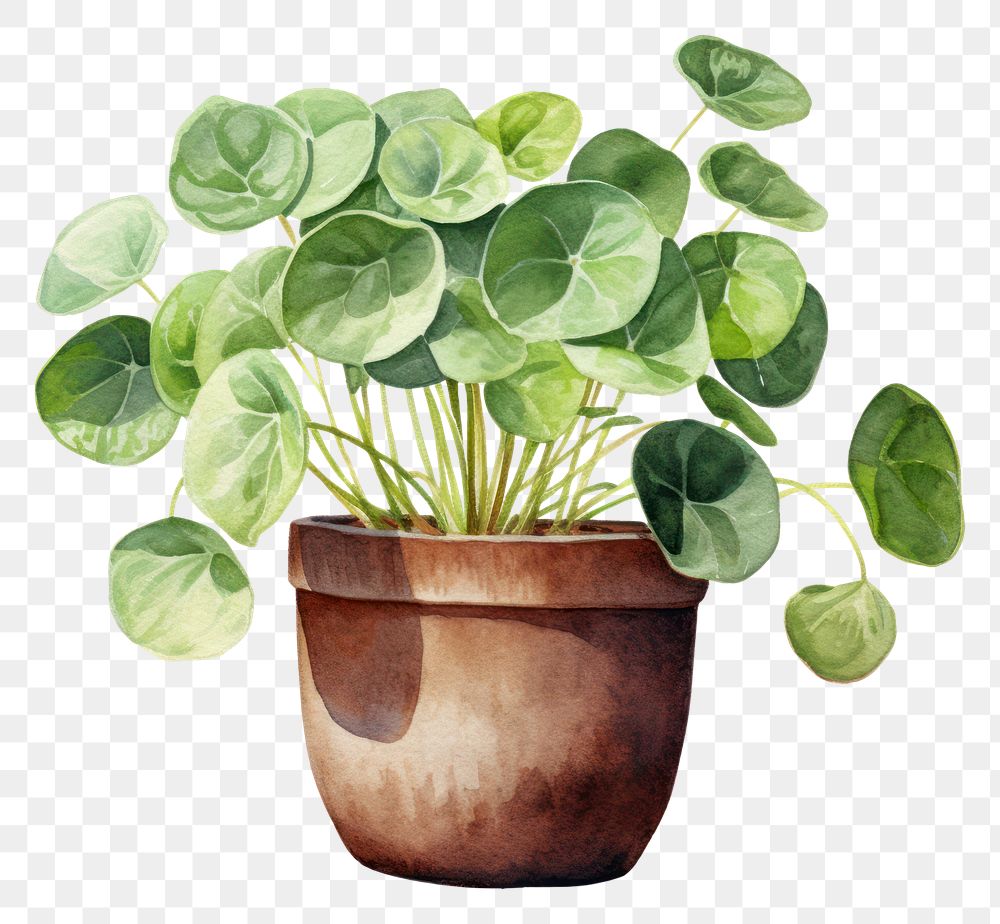 PNG Chinese money plant leaf houseplant. 