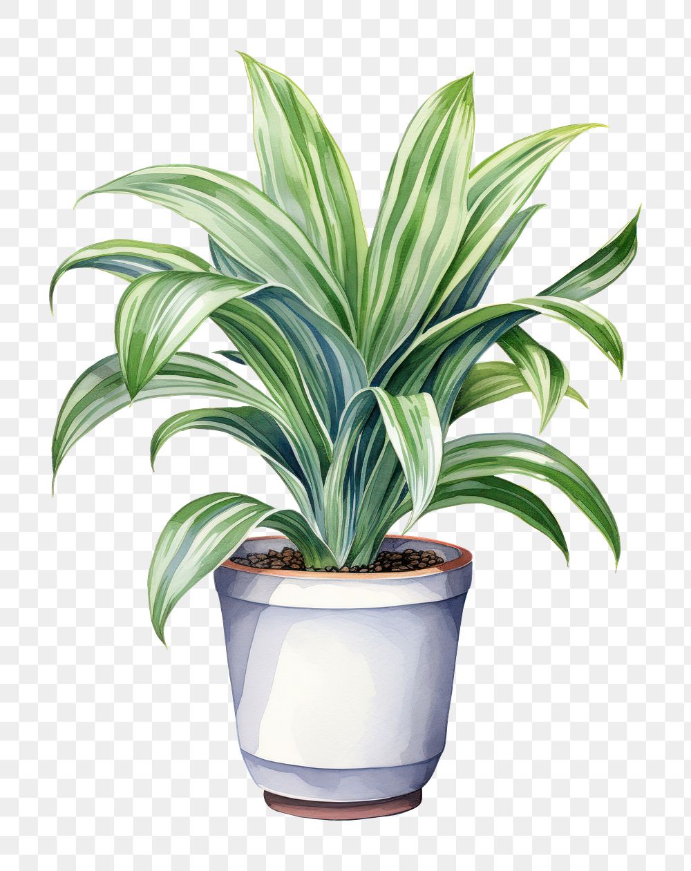 PNG Dracaena trifasciata plant leaf  