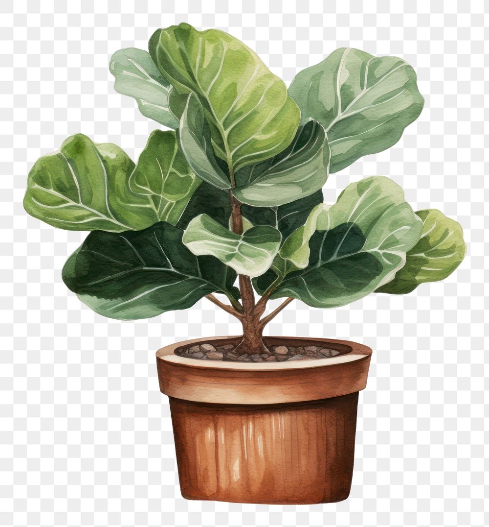 PNG Fiddle-leaf fig plant bonsai white background. AI generated Image by rawpixel.