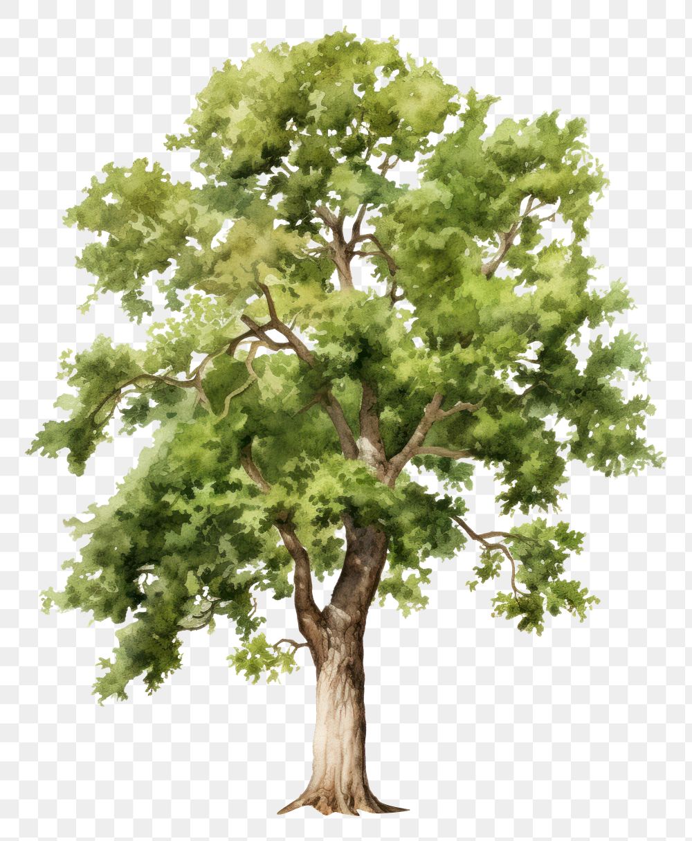 PNG Oak tree plant white background tranquility. AI generated Image by rawpixel.