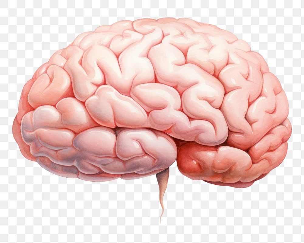 PNG Brain water outdoors medical.