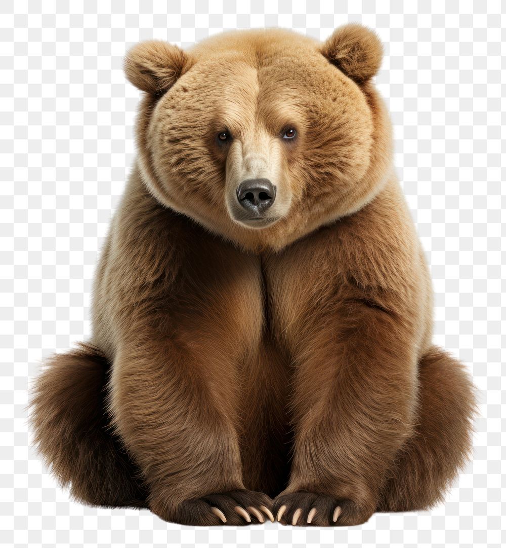 PNG Bear animal wildlife sitting. AI generated Image by rawpixel.
