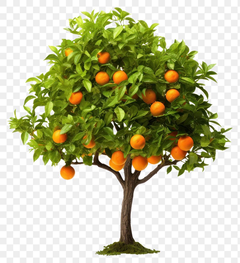 PNG Orange tree grapefruit plant food. AI generated Image by rawpixel.