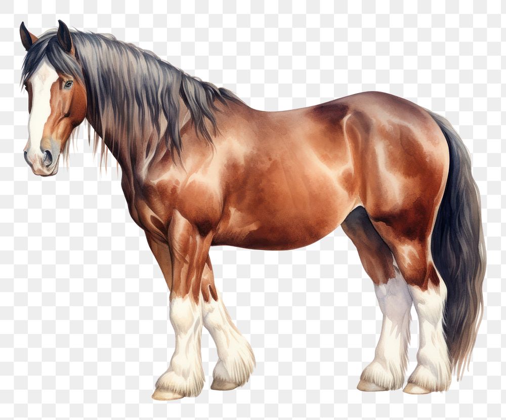 PNG Clydesdale horse stallion mammal animal. AI generated Image by rawpixel.