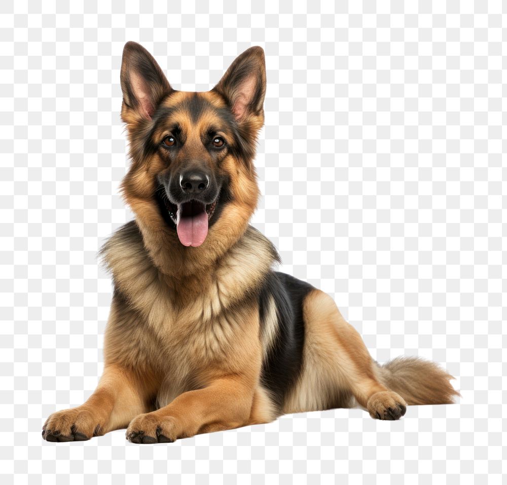 PNG Pet dog mammal animal. AI generated Image by rawpixel.
